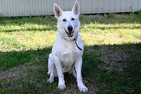 В Оренбурге ищут хозяев для служебной собаки Леси В Оренбурге ищут хозяев для служебной собаки Леси